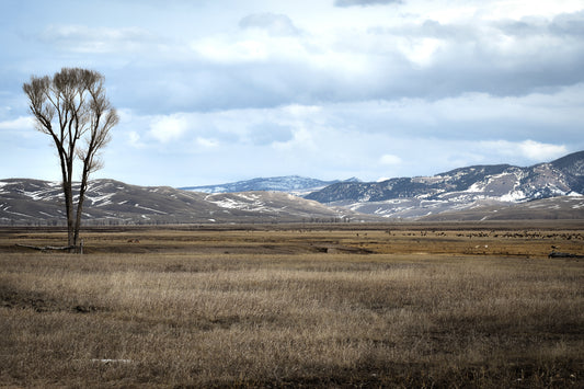 A color photograph featuring a landscape with a tree in the foreground, a field, and a mountain range in the background under a blue sky with clouds.