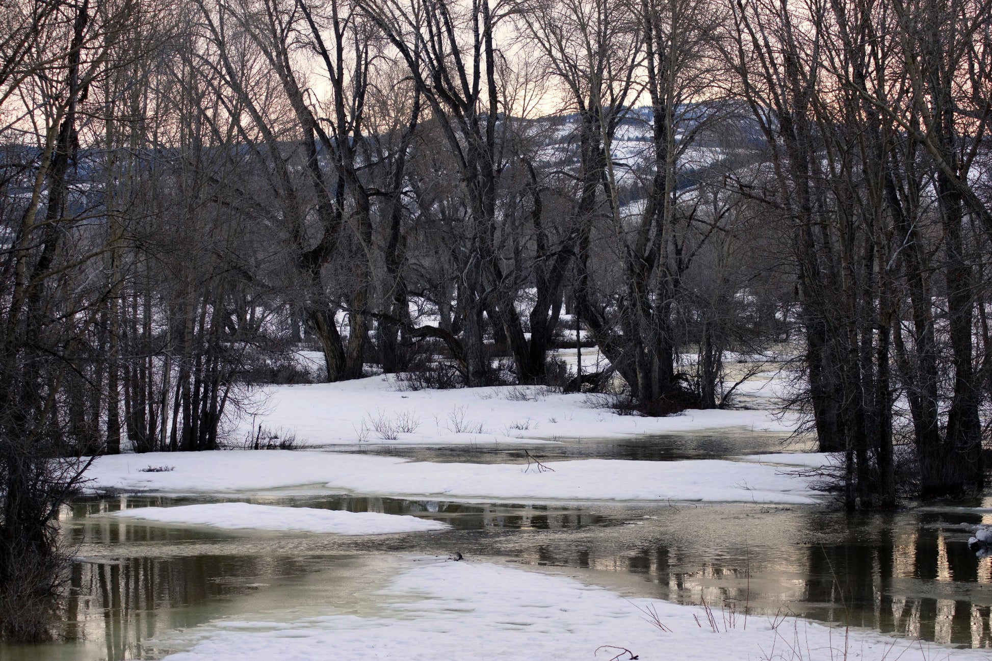 A color photograph depicting a winter landscape in Jackson Hole, Wyoming, with melting snow and trees silhouetted against a subtle yellow sky. End of Winter, Melting Snow