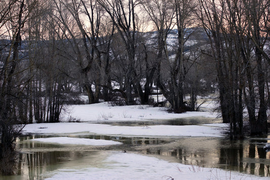 A color photograph depicting a winter landscape in Jackson Hole, Wyoming, with melting snow and trees silhouetted against a subtle yellow sky. End of Winter, Melting Snow
