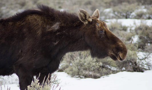 Close-up color photograph of a female moose in a snowy landscape, showcasing details of its coat and ears against a blurred background. Female Moose in Jackson Hole, Wyoming Original Photograph by Kim A. Bailey