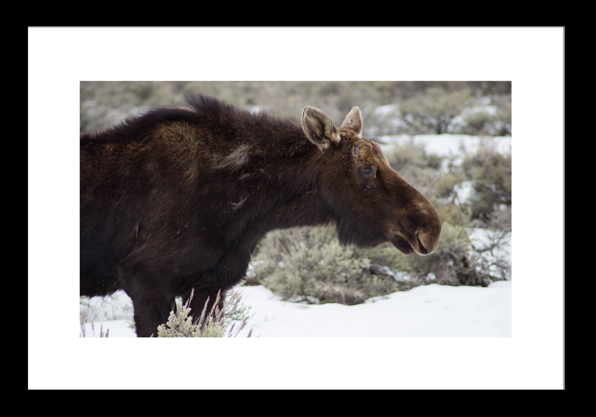 Female Moose in Jackson Hole, Wyoming Original Photograph by Kim A. Bailey