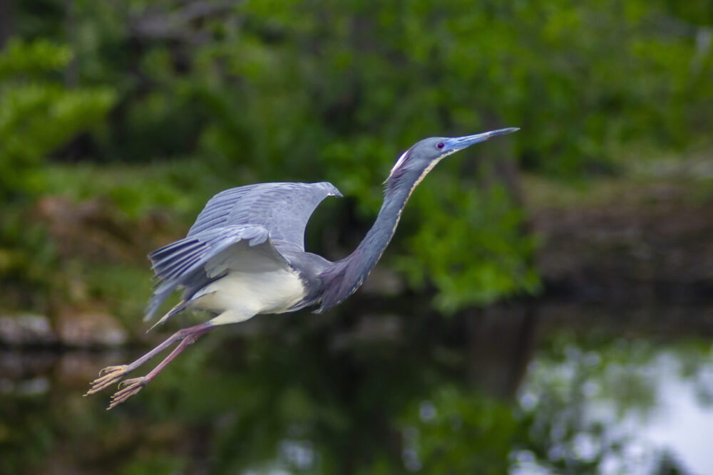 Flying-Heron- Original Photograph by Kim A. Bailey