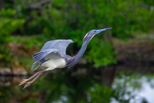 Flying-Heron- Original Photograph by Kim A. Bailey