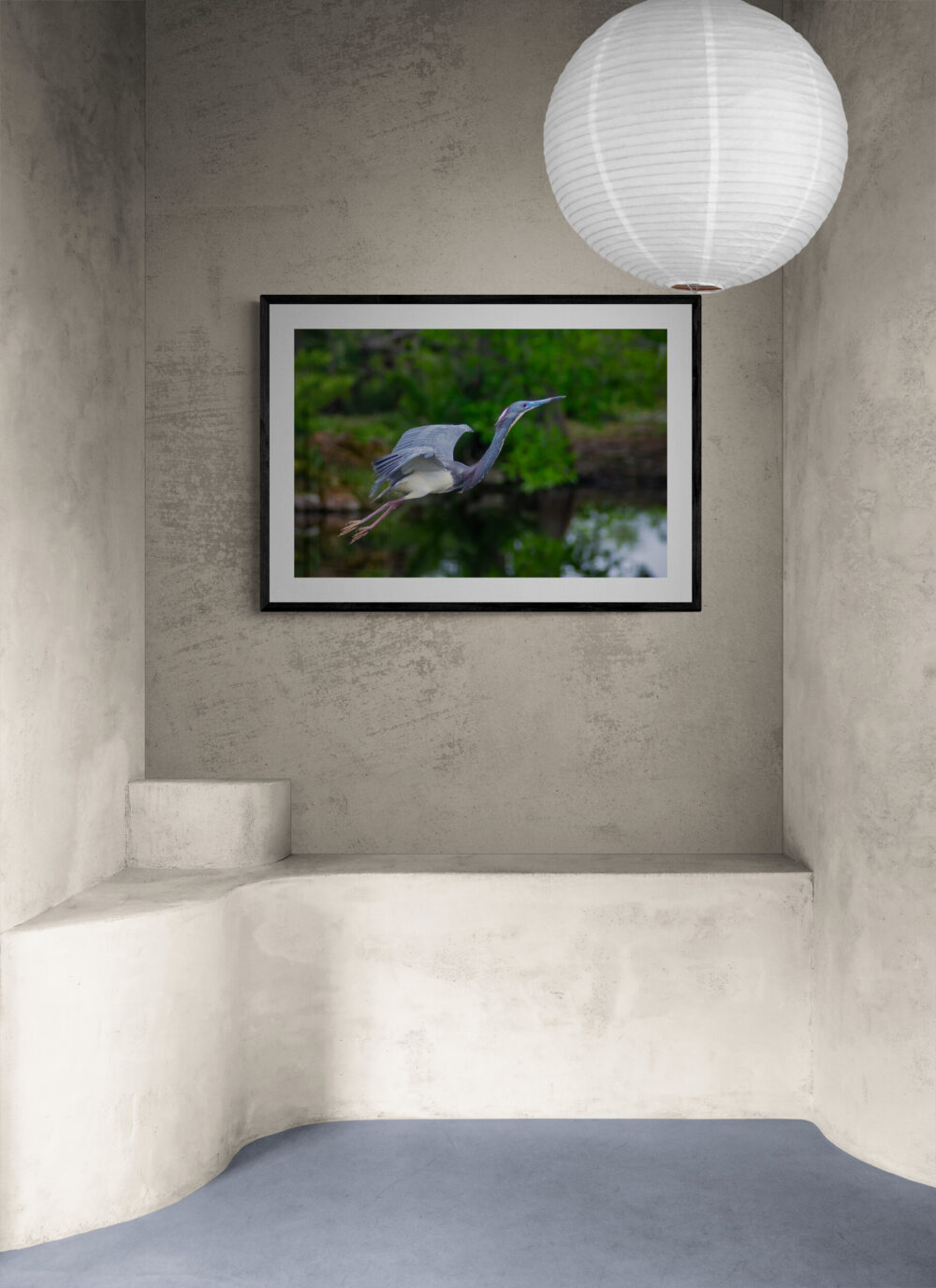 Flying-Heron- Original Photograph by Kim A. Bailey Hanging 