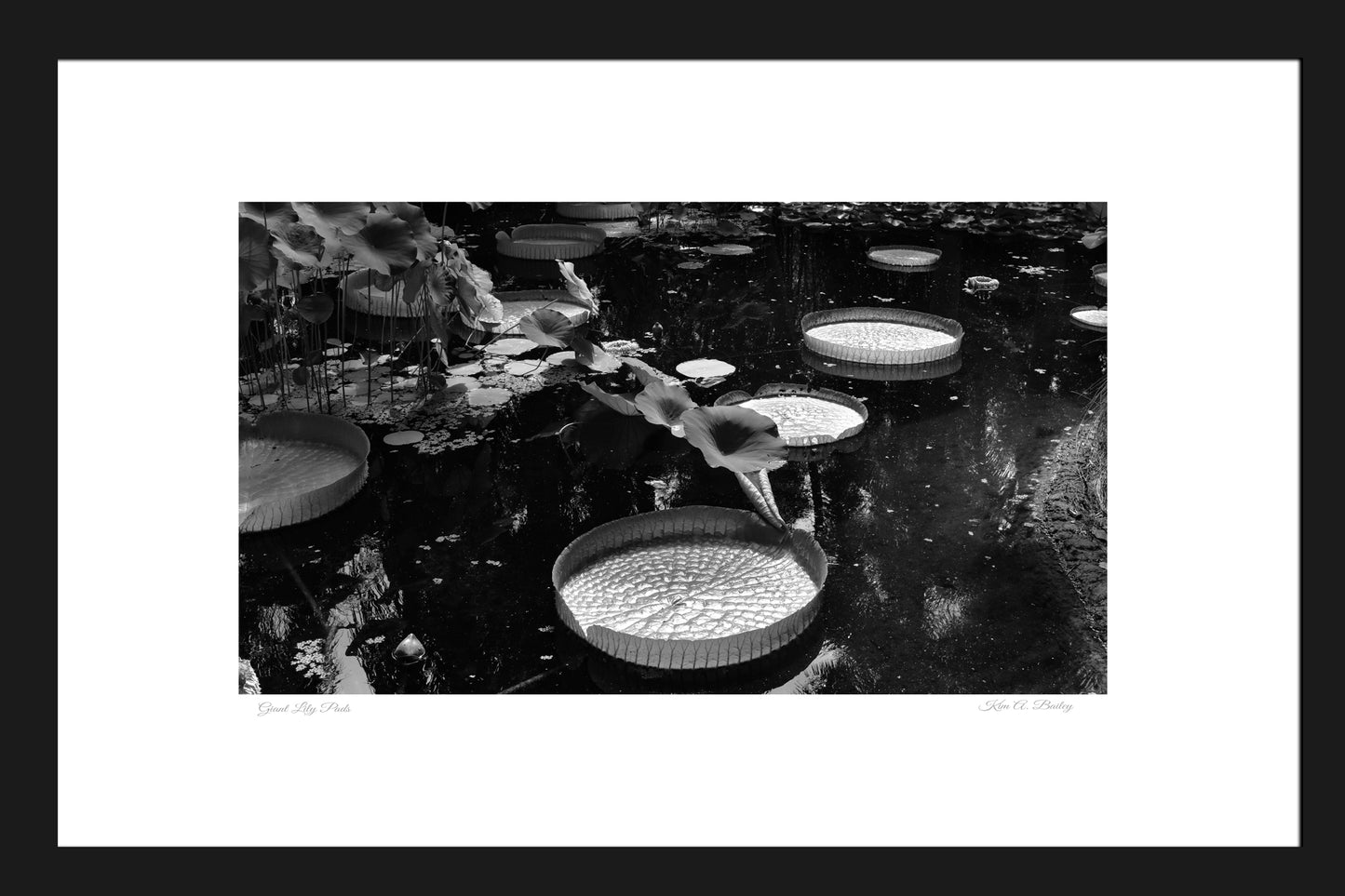 Black and White Giant Lily Pads