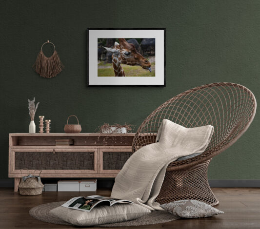 Giraffe_Head_Original_Photograph_by_Kim_A._Bailey in a Bohemian Style Room