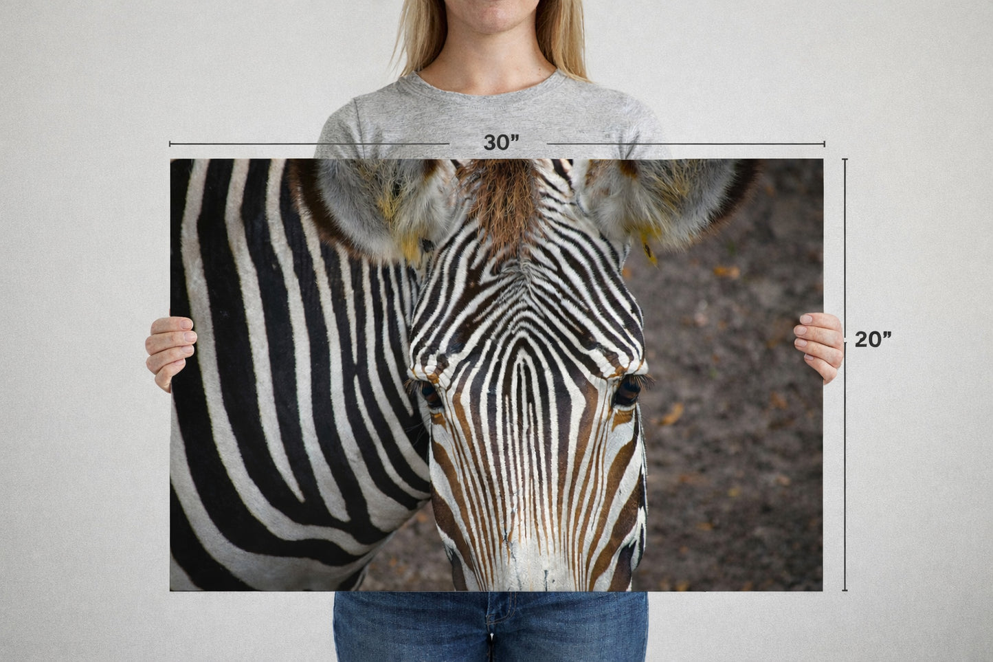 Zebra Face – Fine Art Wildlife Photography for Home Decor