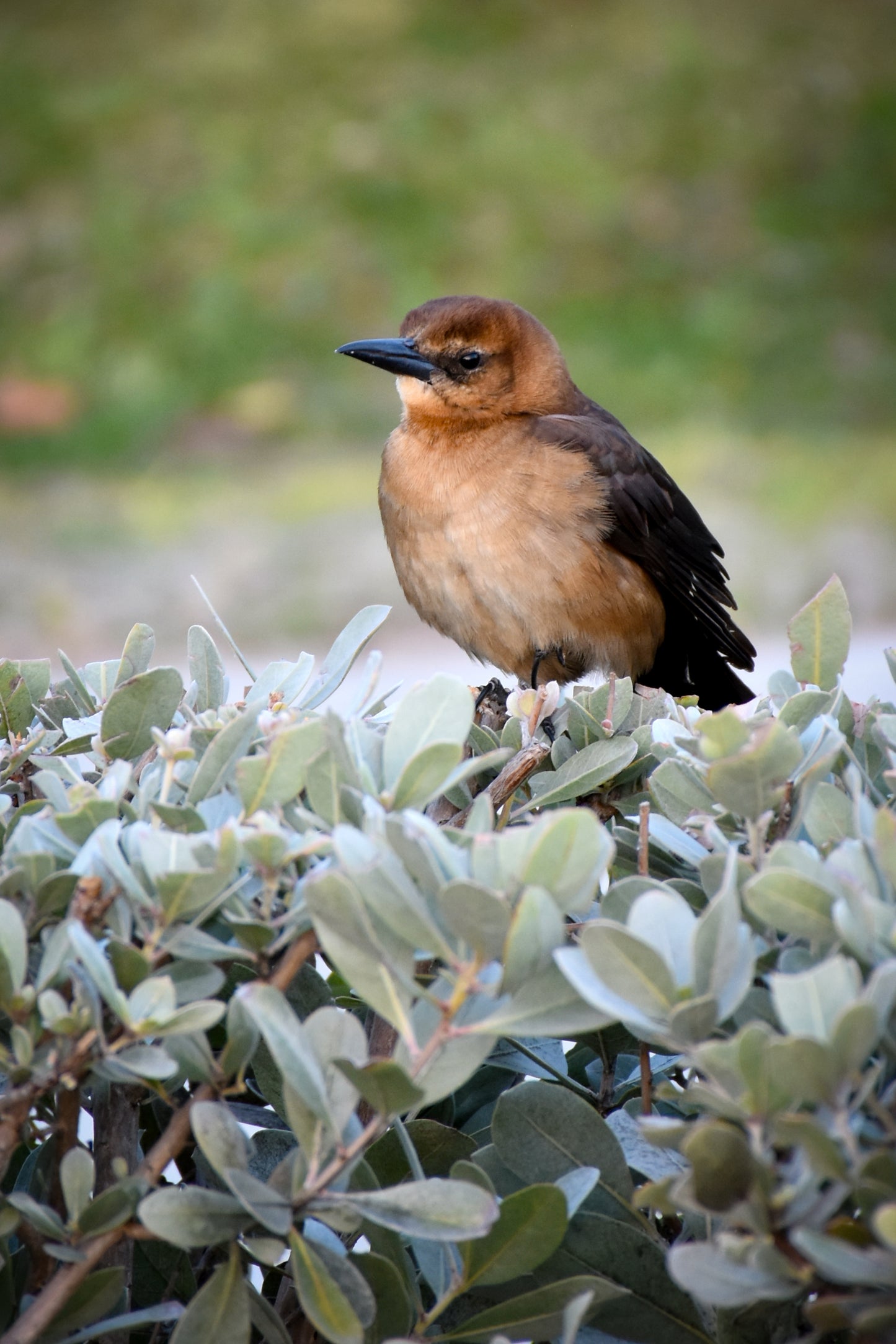 Boat-tailed Grackle