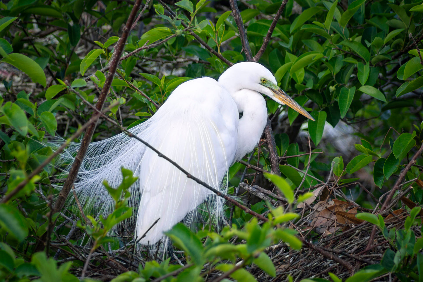 Great White Heron standing on his nest in a tree.
