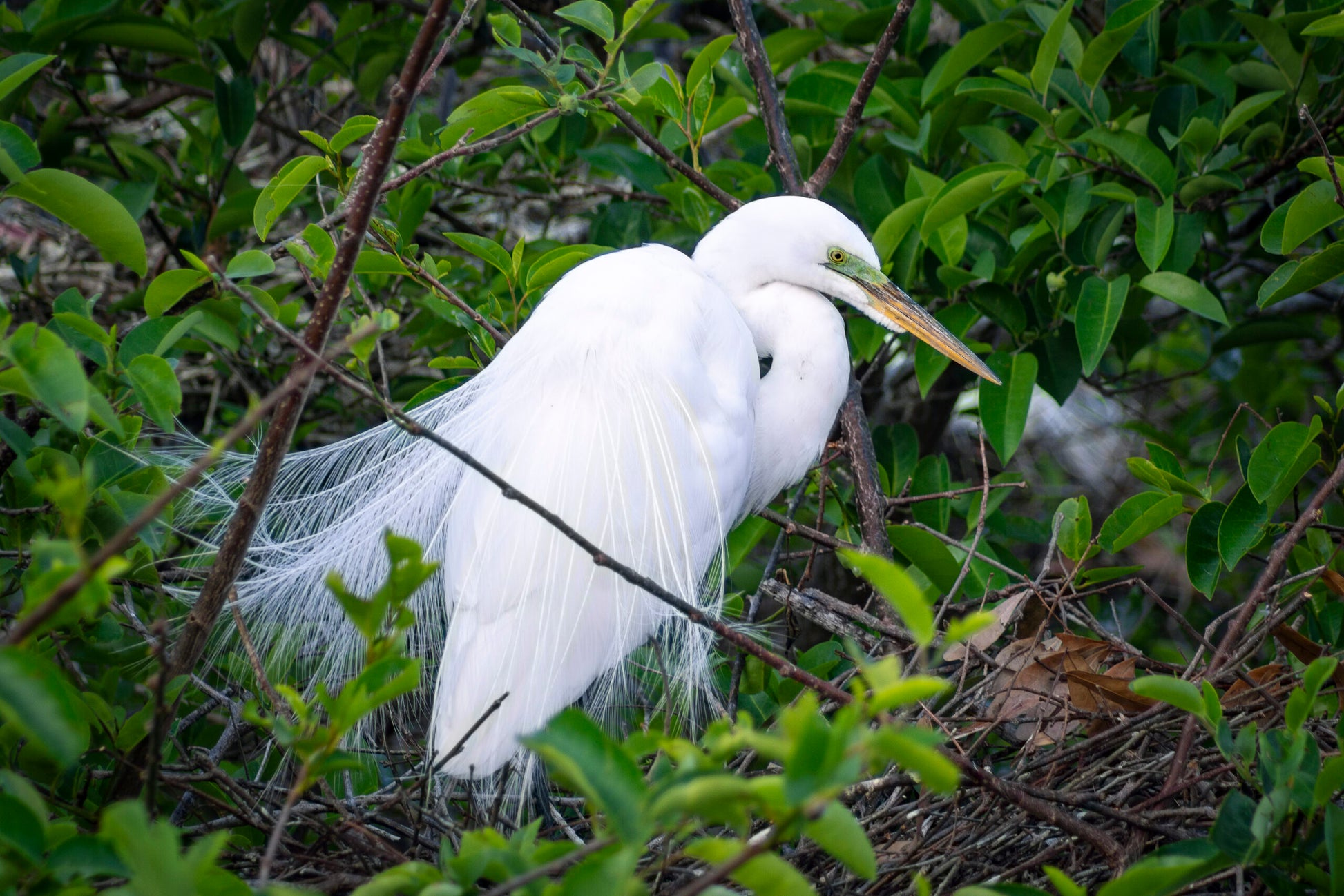 Great White Heron standing on his nest in a tree.