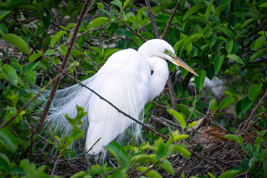 Great White Heron standing on his nest in a tree.