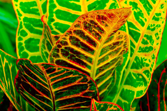 Green Croton