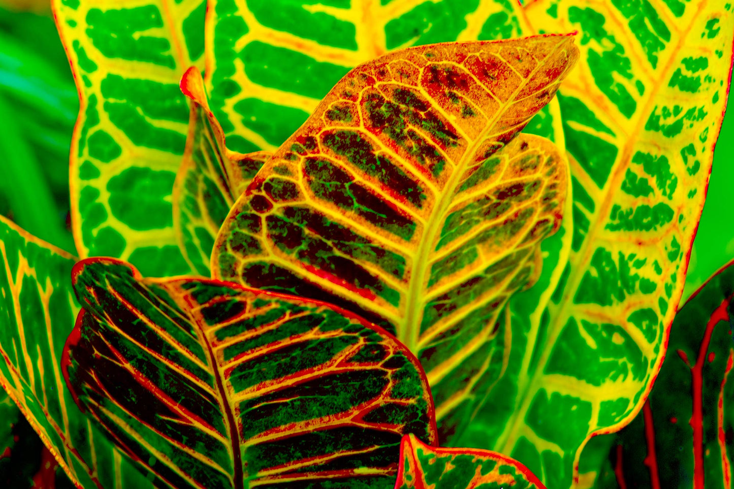 Close-up of croton leaves with a vibrant pattern of deep green, bright yellow, fiery red, and warm orange hues.