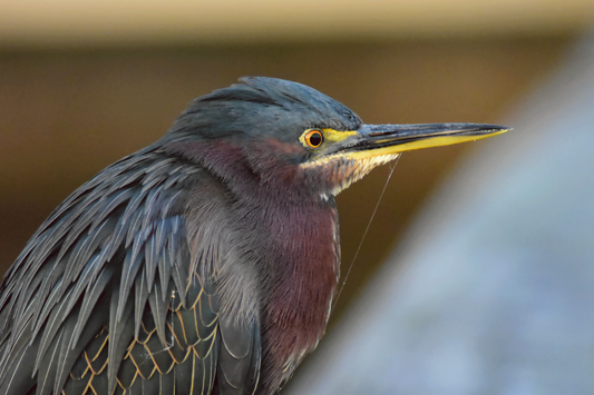 A close-up photograph of a young green heron with rich earthy tones, exquisite feather detail, and a blurred natural background.