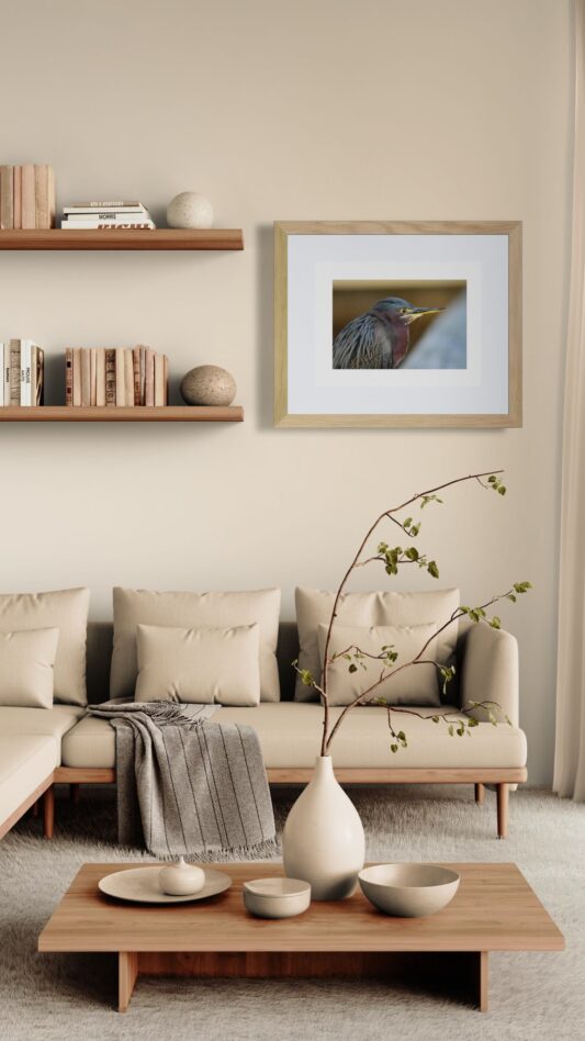 Green-Heron-with-Spider-Web_Original_Photograph_by_Kim_A._Bailey in a living room