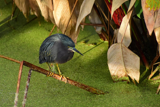 A photograph of a Green Heron perched on a branch surrounded by green foliage and water in the background.