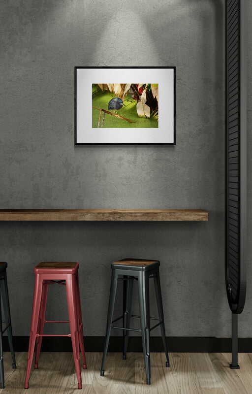 Green_Heron Original Photograph by Kim A. Bailey at a cafe