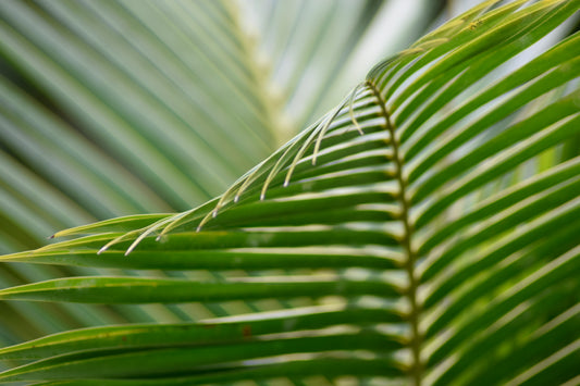 Lines of the Green Palm Frond 2