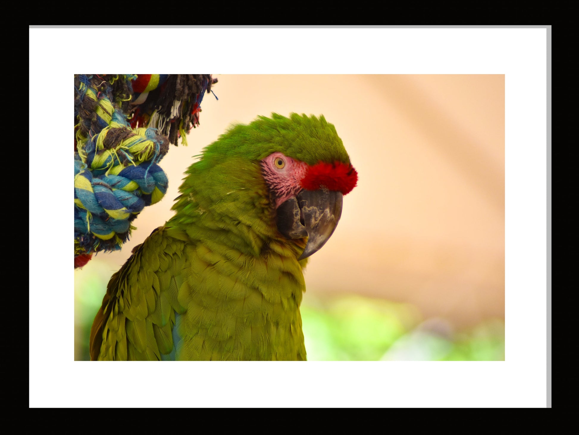 Green Parrot, Original Photograph by Kim A. Bailey