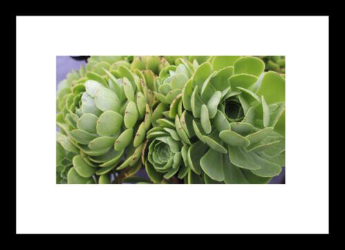 Green Succulent Cluster Original Photograph by Kim A. Bailey