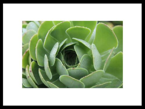 Green Succulent, Original Photograph by Kim A. Bailey