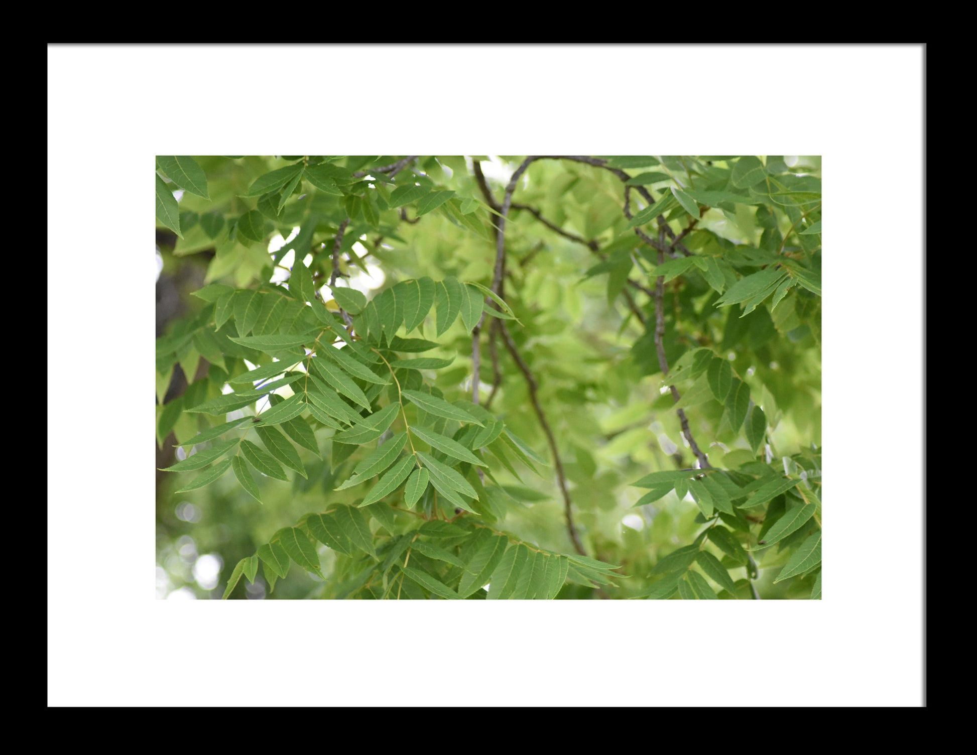 Green Tree Leaves, Original Photograph by Kim A. Bailey