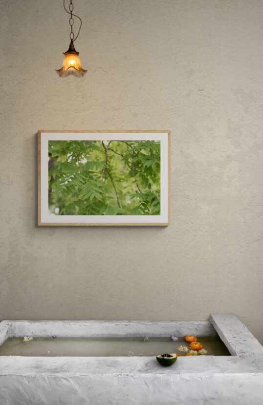 Green Tree Leaves, Original Photograph by Kim A. Bailey