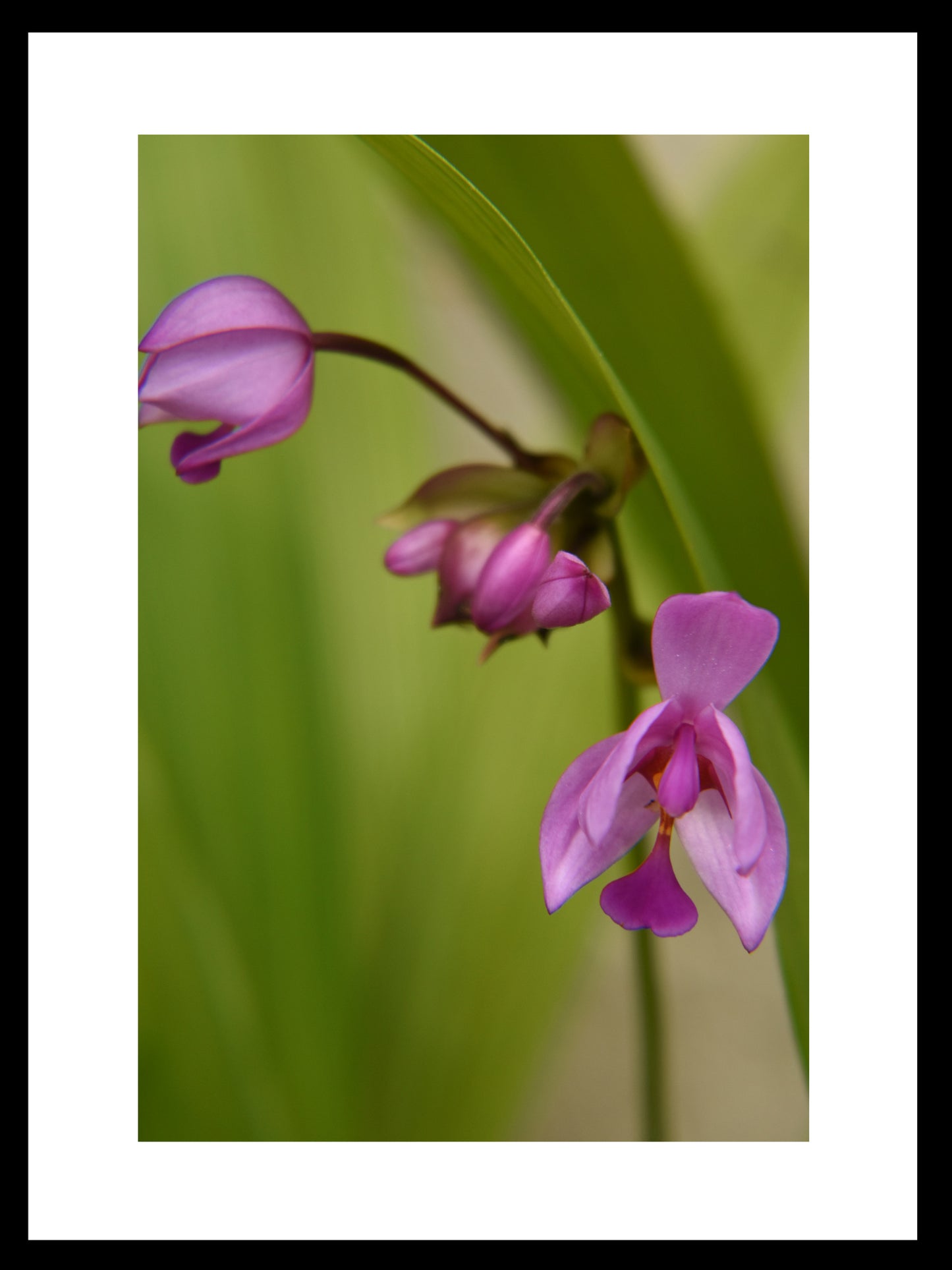 Tiny Purple Ground Orchids