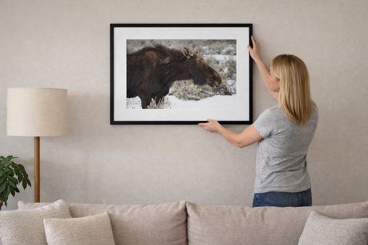 Woman hanging a framed picture of a moose on a wall in a living room.