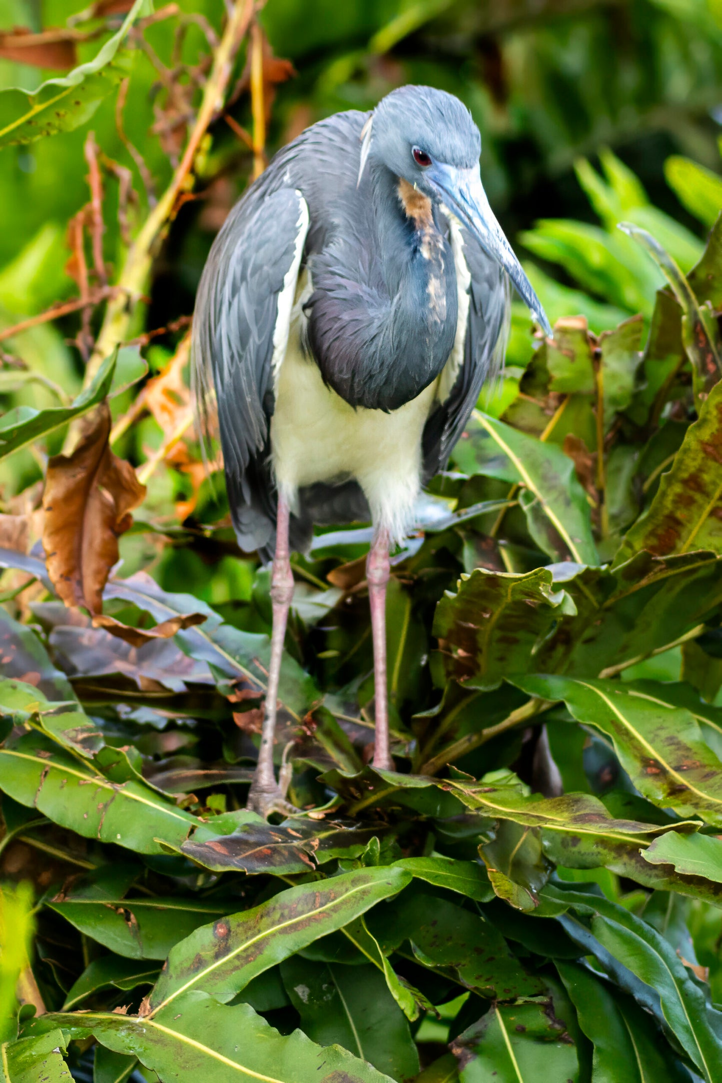 Heron-in-Tree Original Photograph by Kim A. Bailey