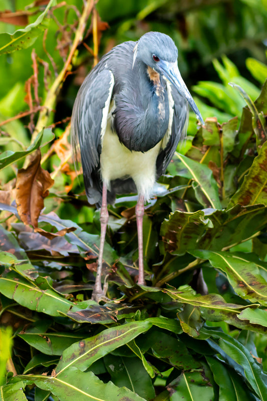 Heron-in-Tree Original Photograph by Kim A. Bailey