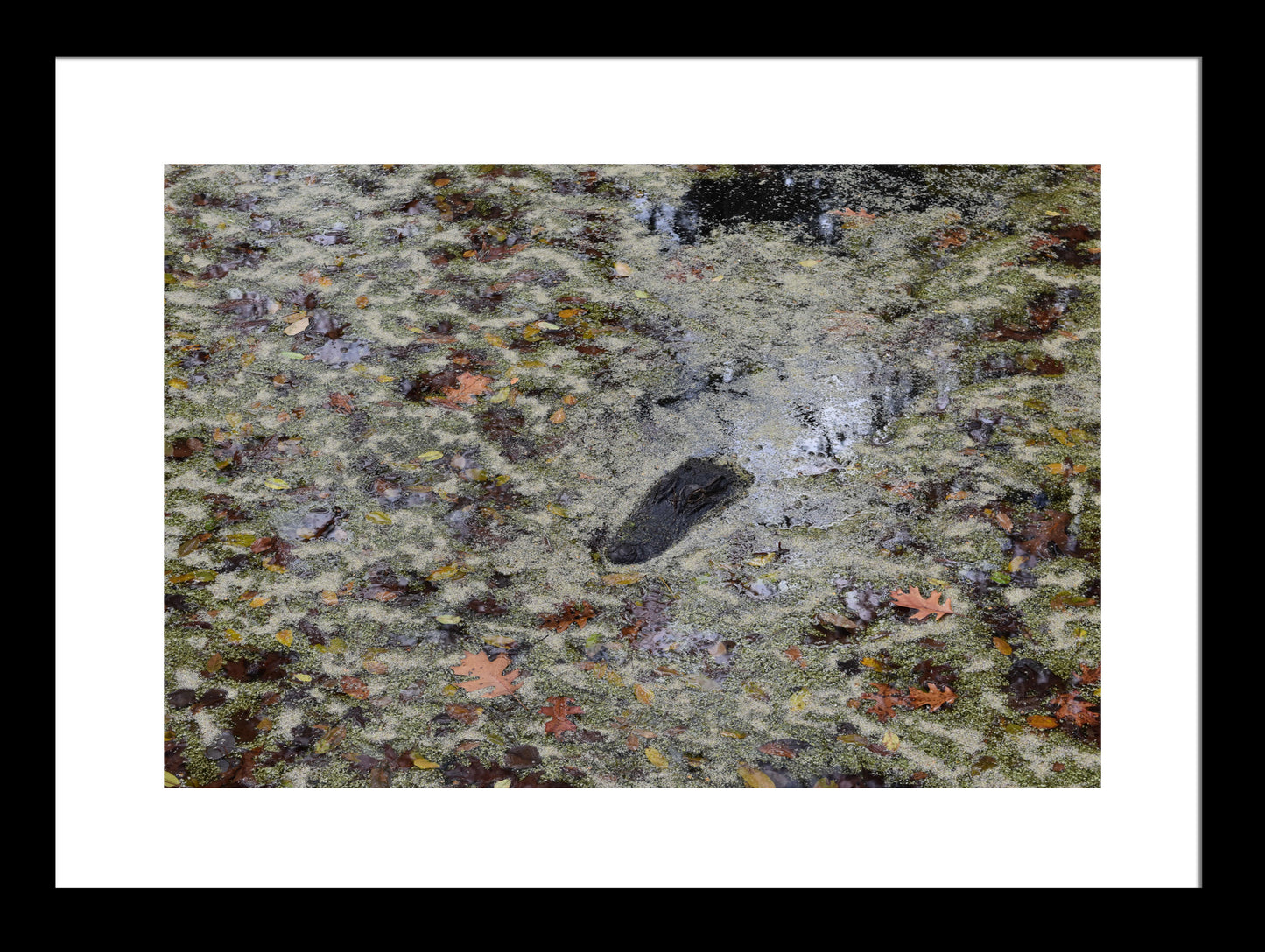 Hiding-Alligator-Framed by Kim A. Bailey