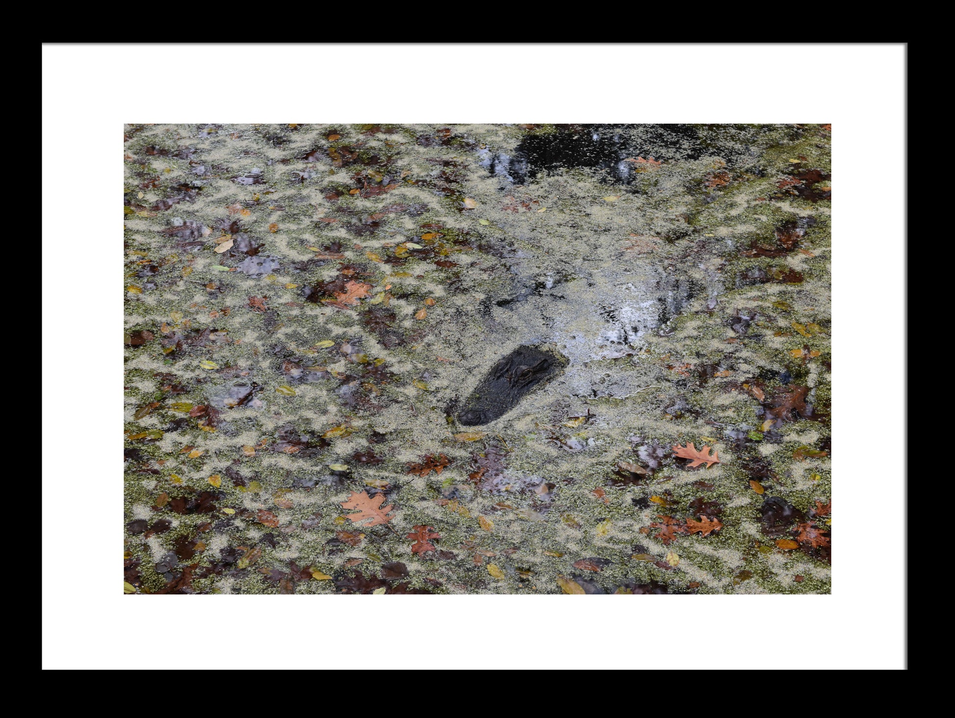 Hiding-Alligator-Framed by Kim A. Bailey