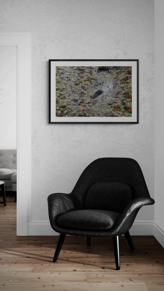 Hiding_Alligator Original Photograph by Kim A. Bailey over a black leather couch