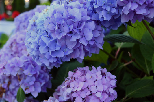 Hydrangeas