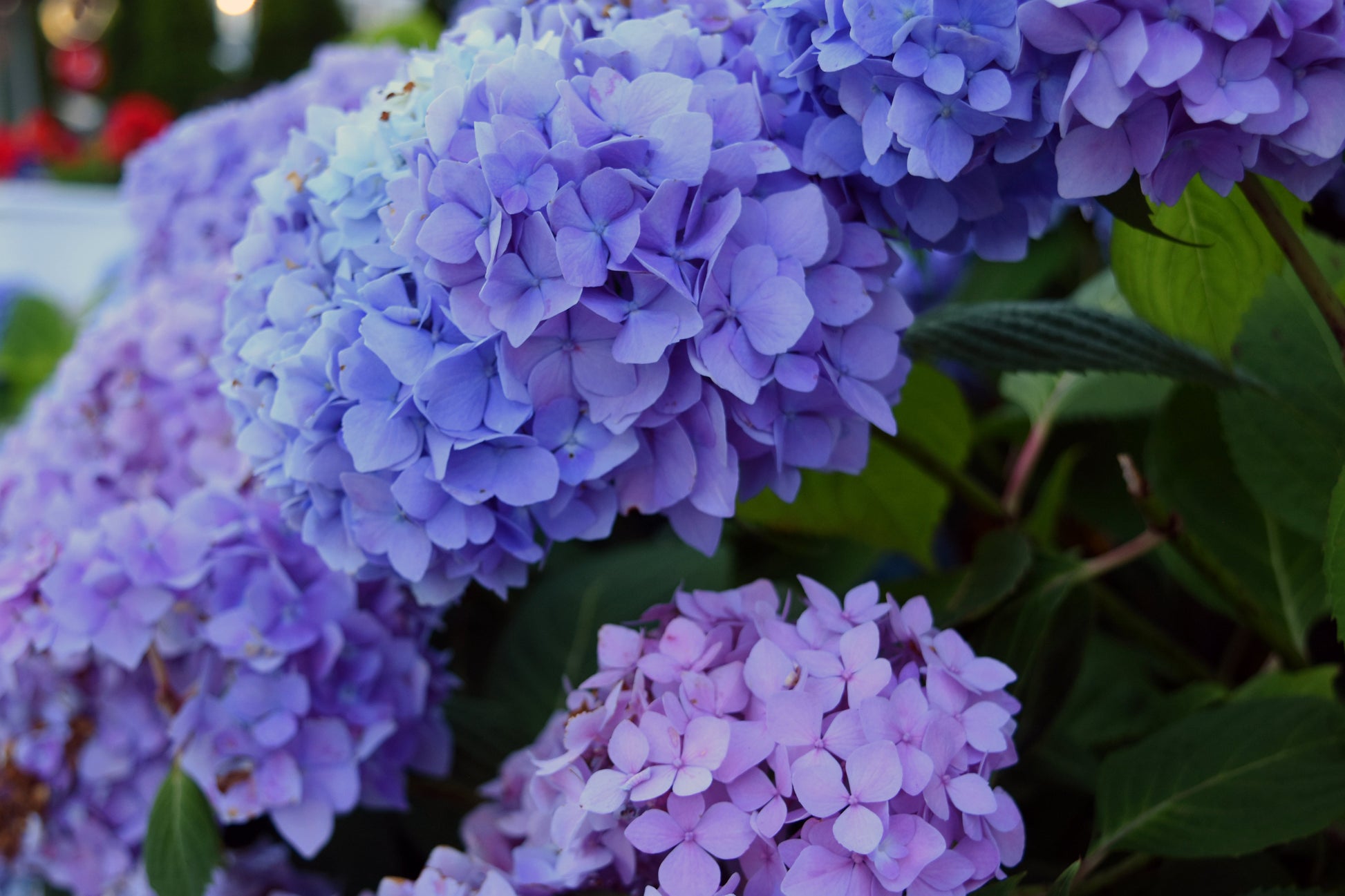 Close-up of blue hydrangea blooms with periwinkle and soft lavender petals, with a blurred background. Hydrangeas Original Photograph by Kim A. Bailey