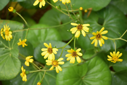 Leopard Plant