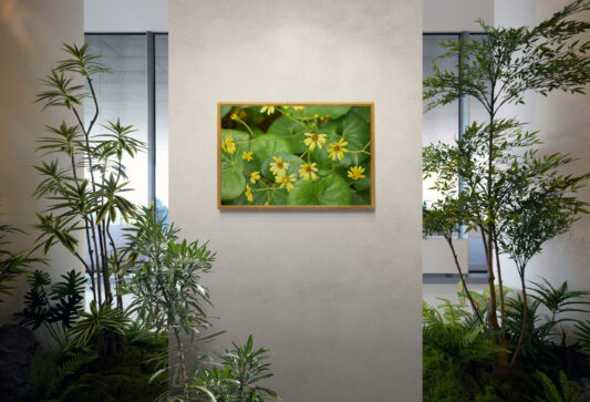 Leopard Plant, Original Photograph by Kim A. Bailey hanging in a garden lobby