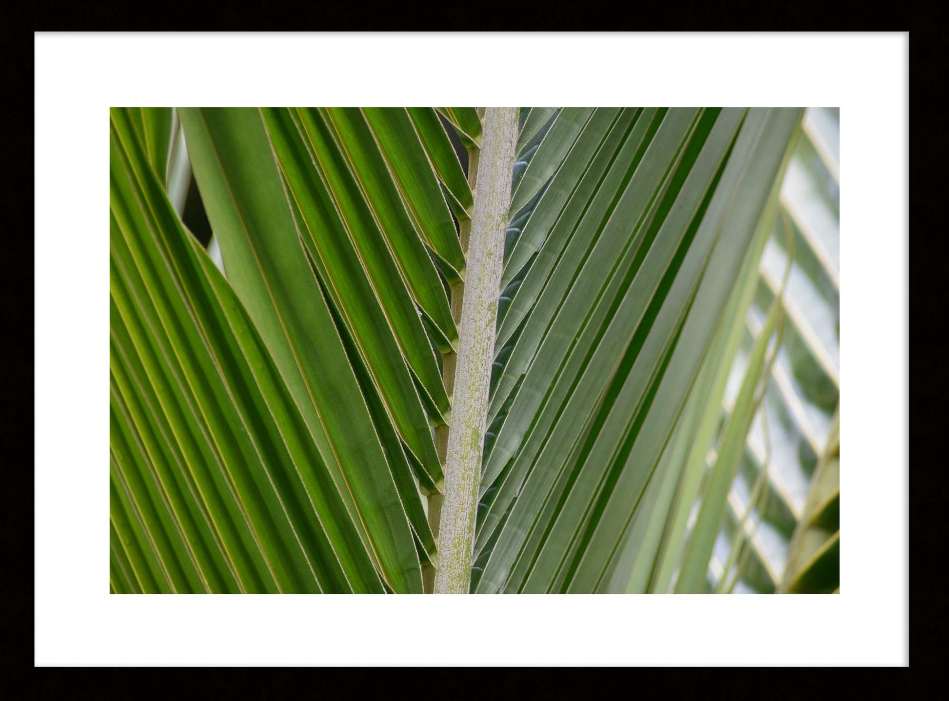 Lines of the Green Frond - Original Photograph by Kim A. Bailey