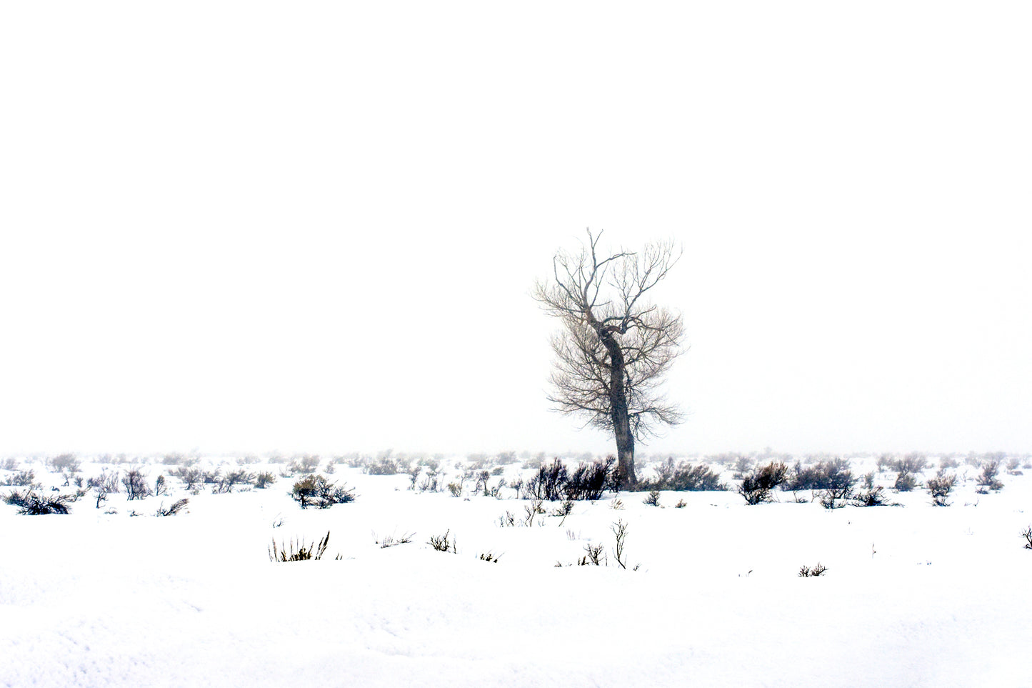 A color photograph featuring a vast snowy landscape with a single tree standing in the foreground, Jackson, Wyoming