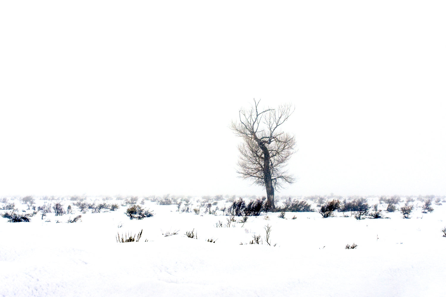A color photograph featuring a vast snowy landscape with a single tree standing in the foreground, Jackson, Wyoming