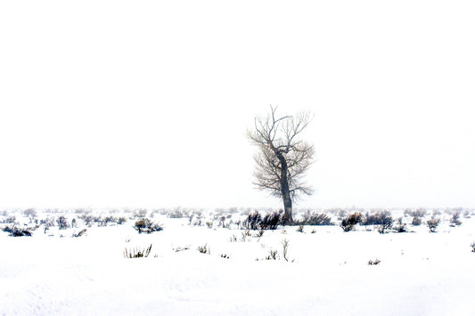 A color photograph featuring a vast snowy landscape with a single tree standing in the foreground, Jackson, Wyoming