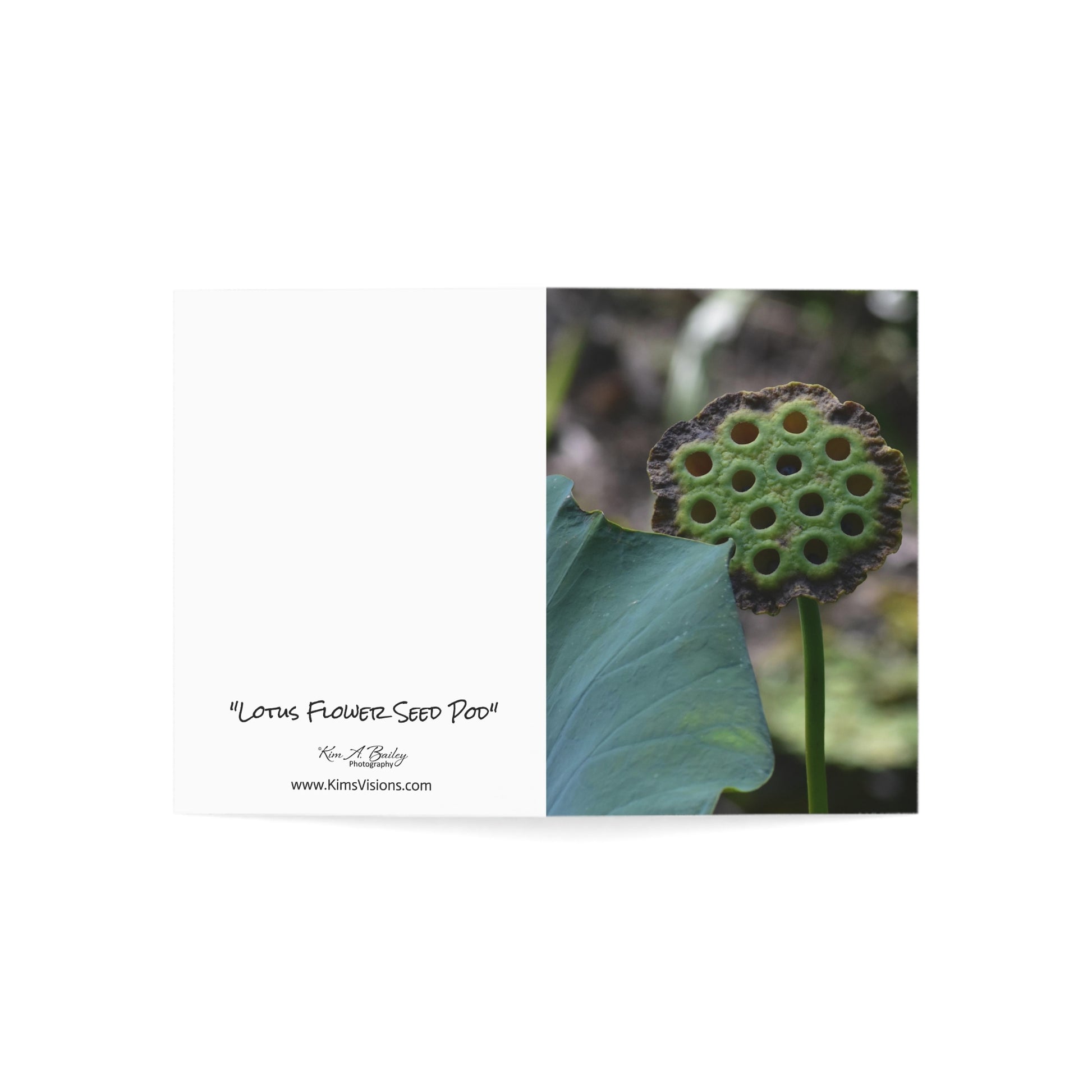 Lotus Flower Seed Pod Note Card Outside