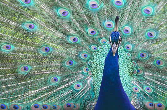 A vibrant photograph of a peacock displaying its blue and green plumage with eye-like patterns.