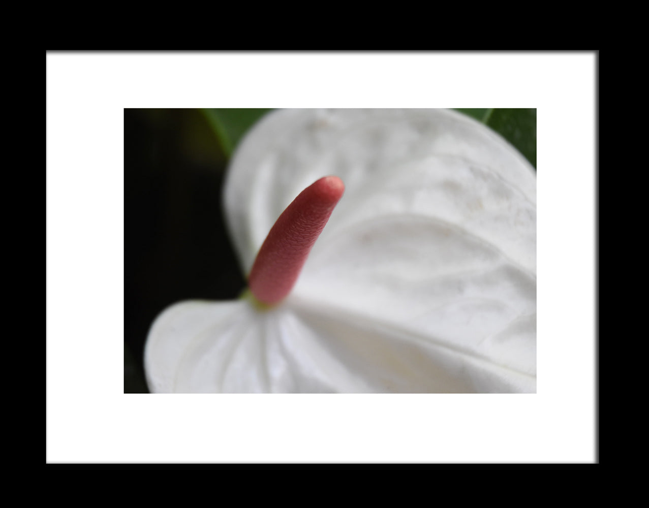 Minimalist Photography Prints for a Contemporary Look "White Anthurium Flower", Original Photograph by Kim A. Bailey 
