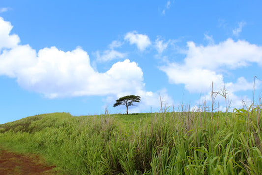 A photograph depicting a Monkey Pod Tree in a green field with a blue sky and white clouds in the background, taken in Kauai, Hawaii. Monkey Pod Tree in a Green Field, Kauai, Hawaii, Original Photograph by Kim A. Bailey