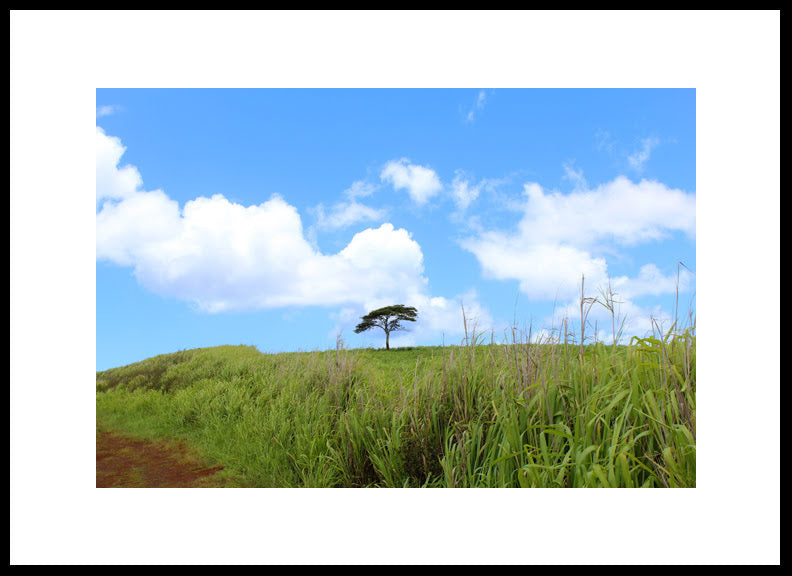 Monkey Pod Tree in a Green Field, Kauai, Hawaii, Original Photograph by Kim A. Bailey