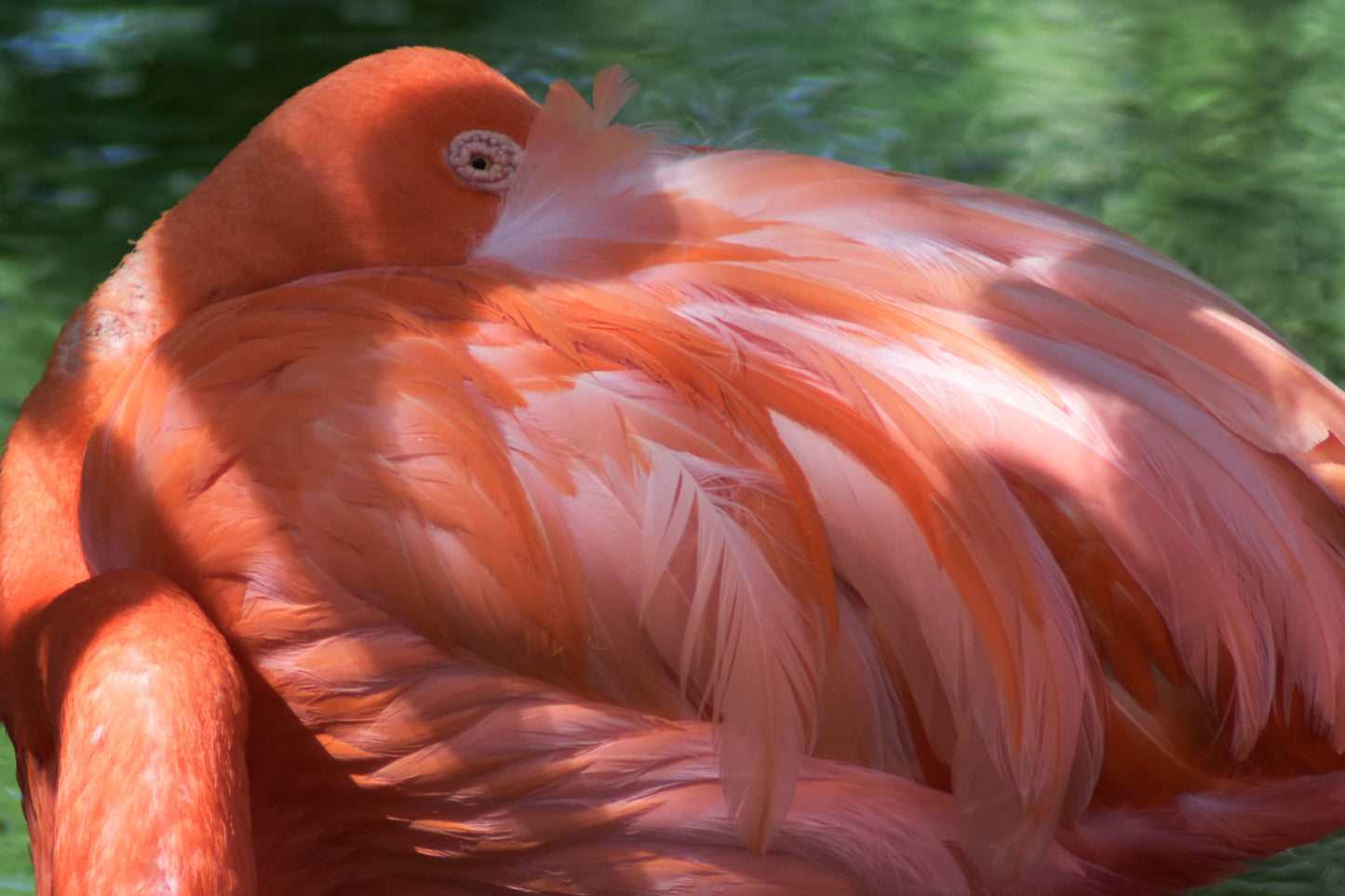 Close-up of a pink flamingo in a peaceful resting pose, showcasing its soft feathers and elegant neck.