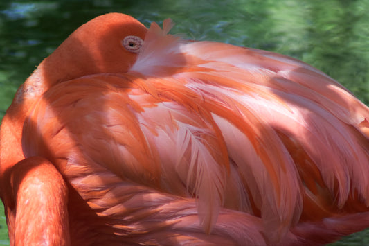 Close-up of a pink flamingo in a peaceful resting pose, showcasing its soft feathers and elegant neck.