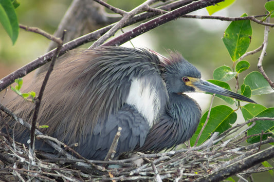 Nesting-Heron Original Photograph by Kim A. Bailey